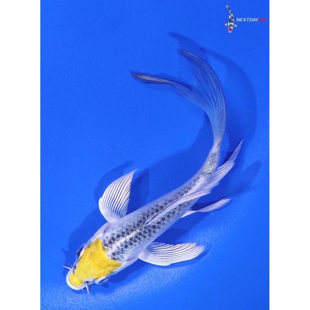 3.5” Imported Kujaku Butterfly Koi - Image 5