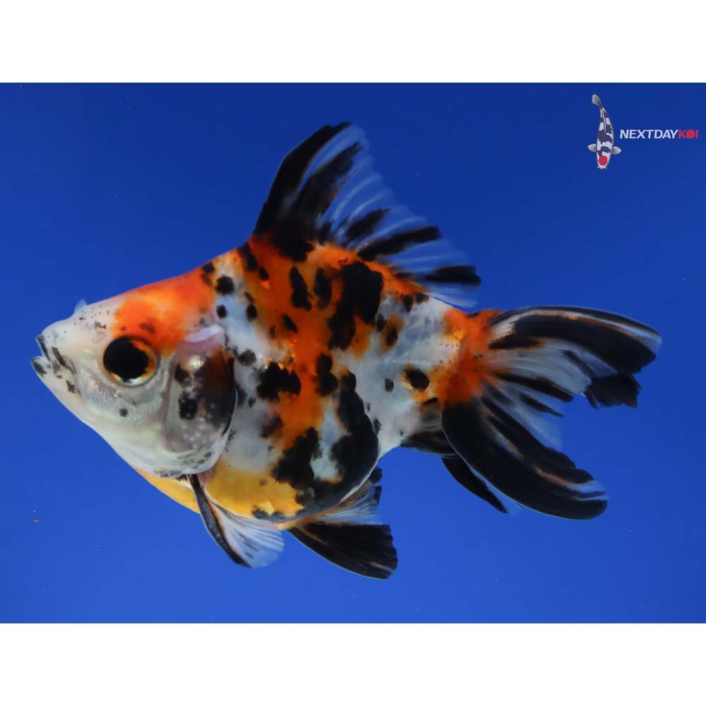 4” Imported Male Calico Ryukin - Image 2