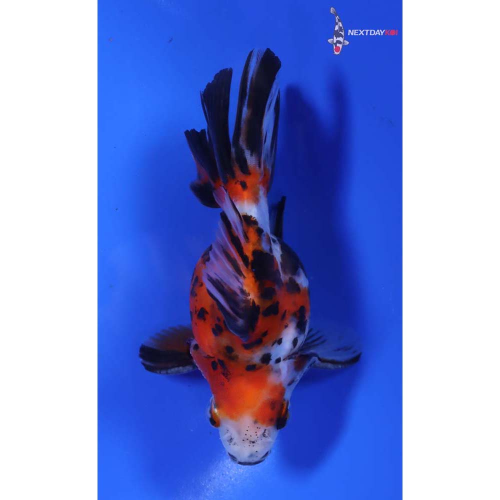 4” Imported Male Calico Ryukin - Image 3