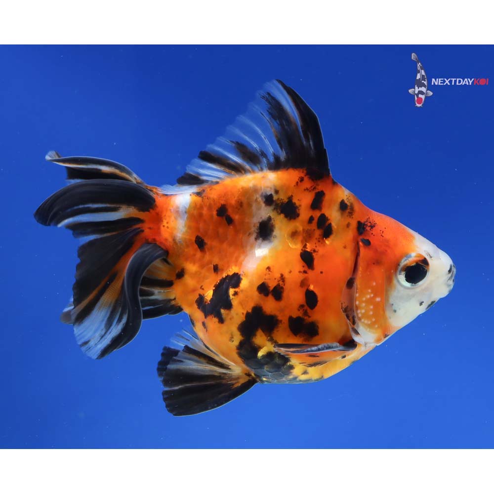 4” Imported Male Calico Ryukin - Image 4
