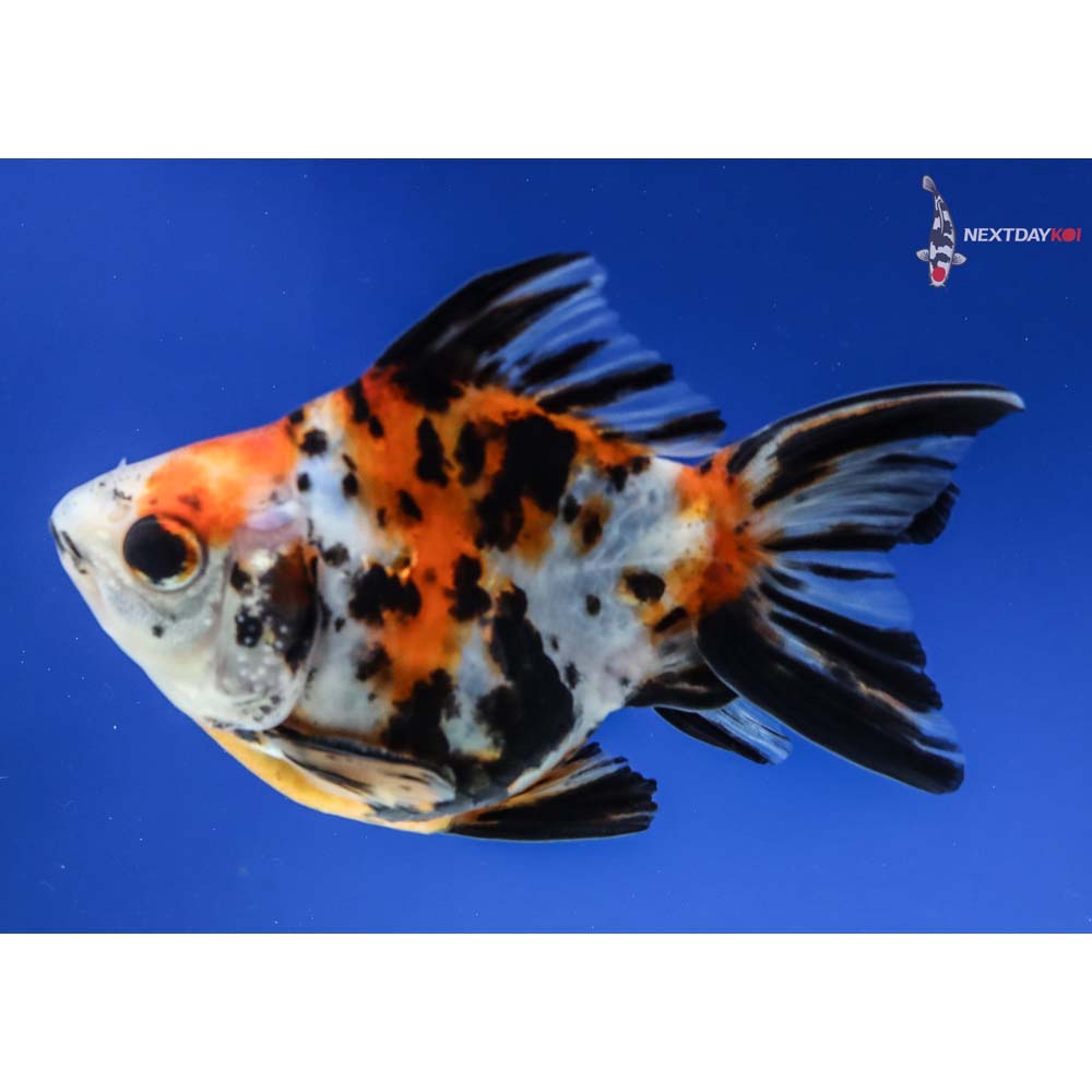 4” Imported Male Calico Ryukin - Image 5