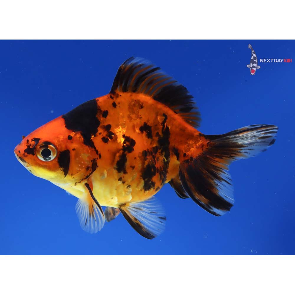 4” Imported Male Calico Ryukin - Image 2
