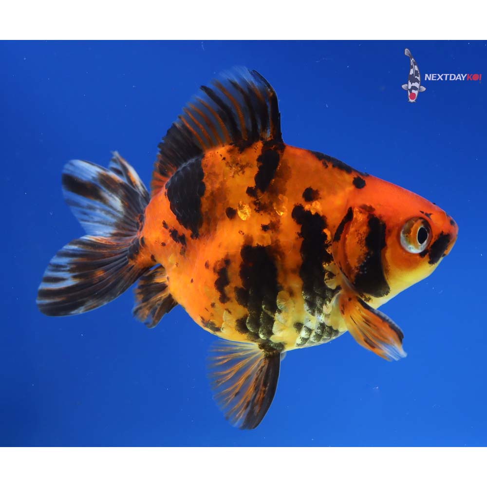 4” Imported Male Calico Ryukin - Image 4