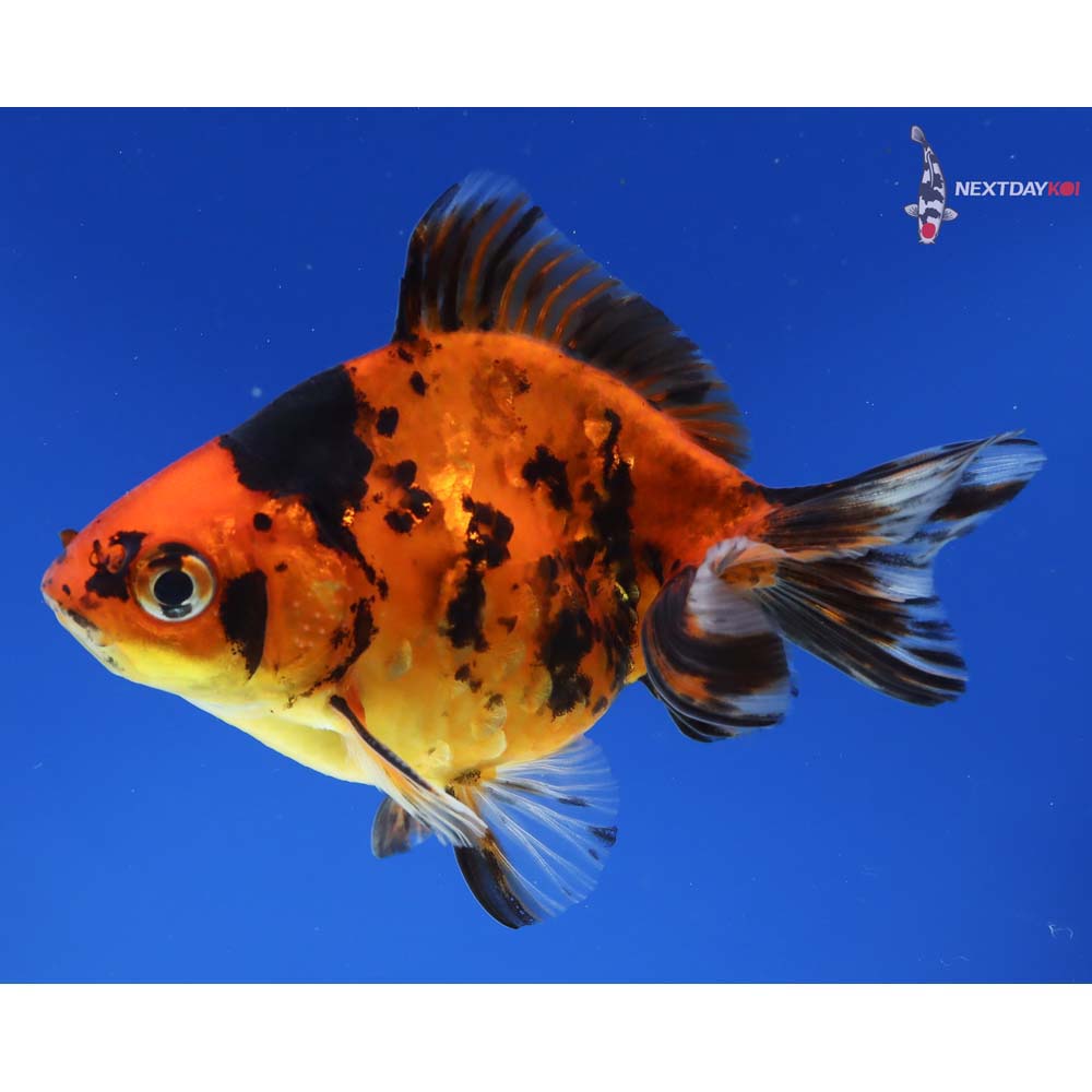 4” Imported Male Calico Ryukin - Image 5