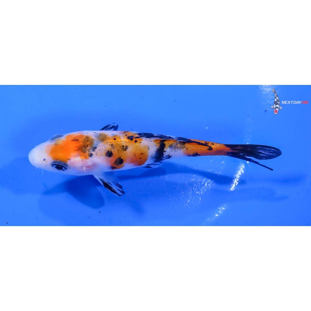 3.5” Imported Sanke - Image 4