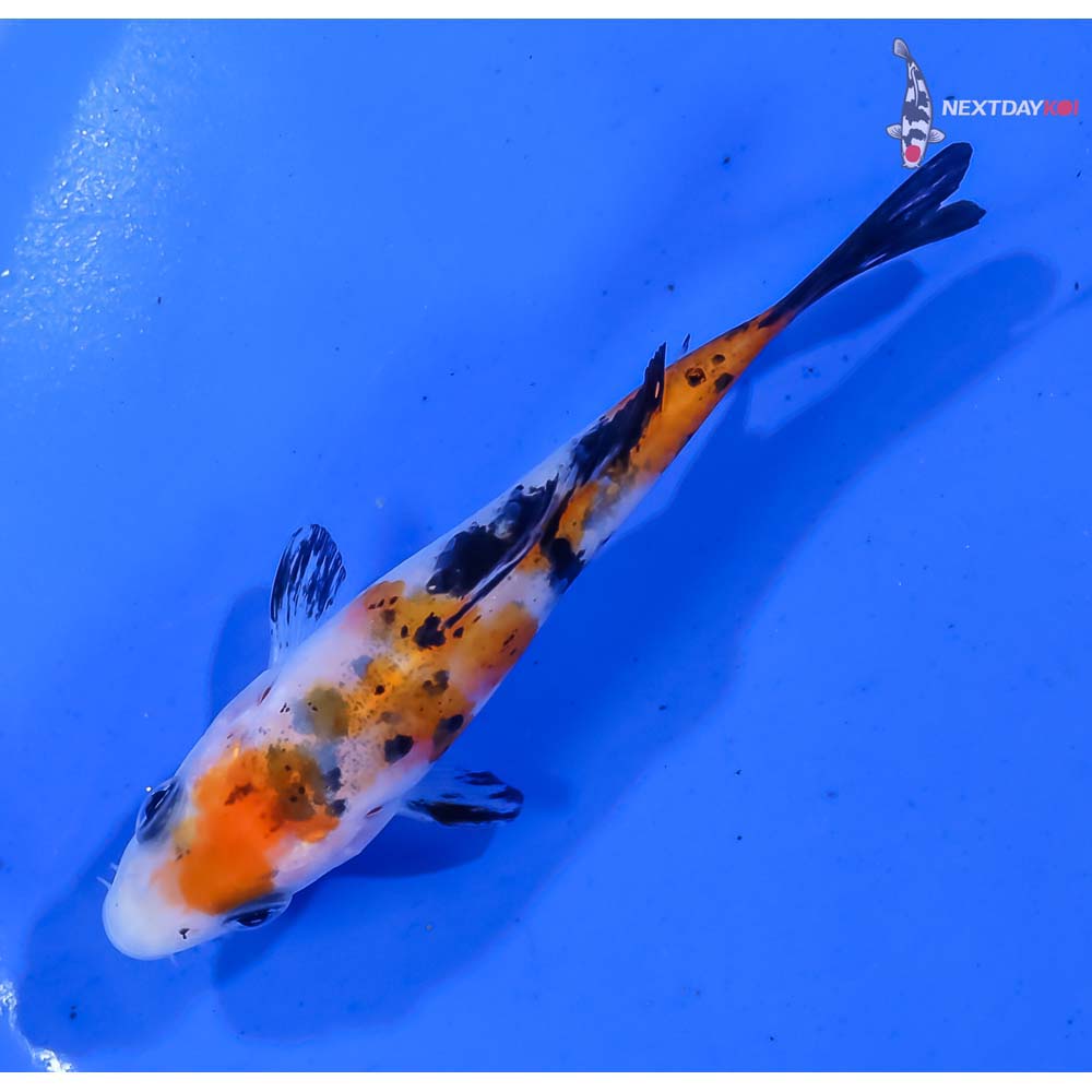 3.5” Imported Sanke - Image 5