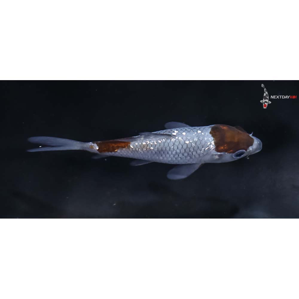 3.5” Imported Gin Rin Ochiba Shigure - Image 2