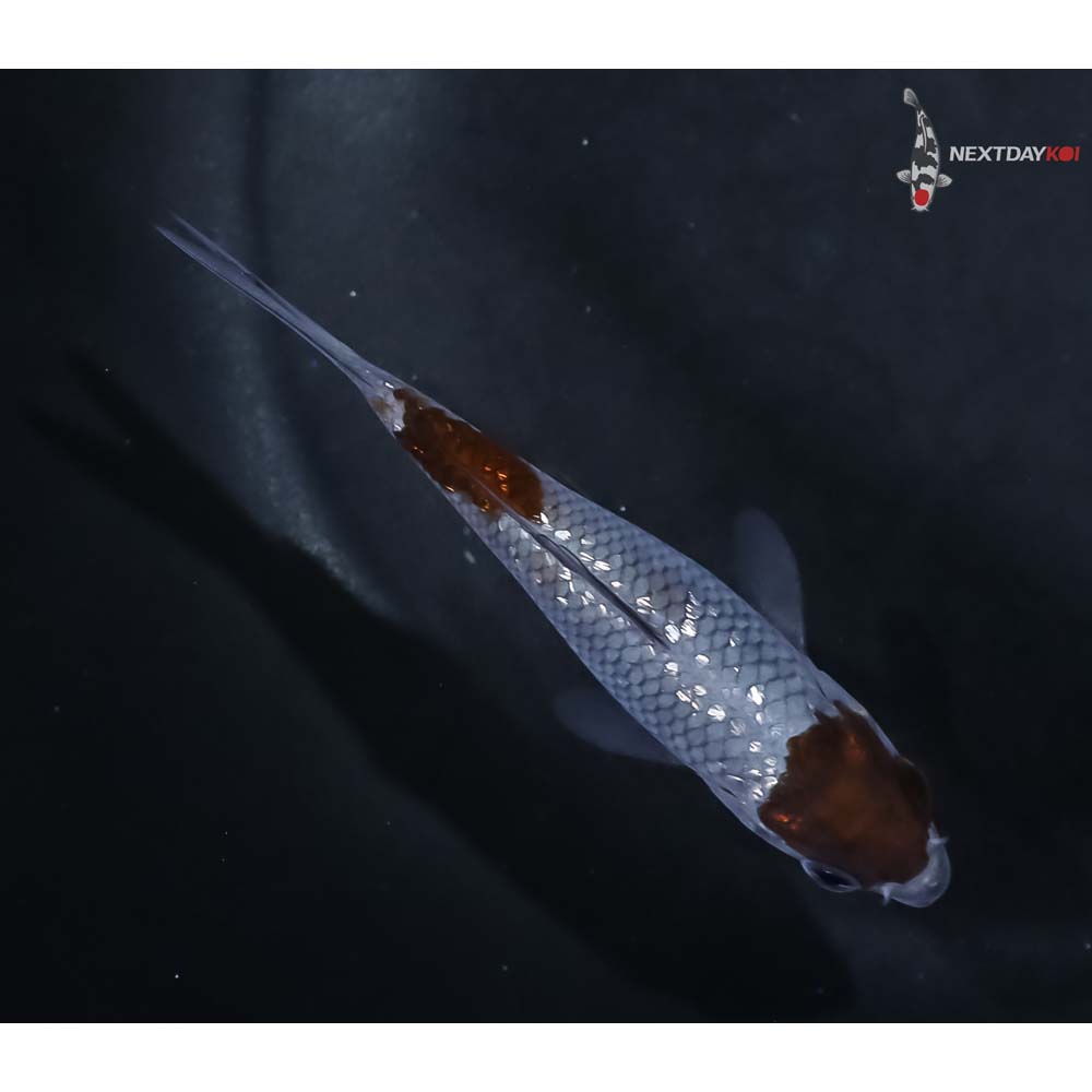 3.5” Imported Gin Rin Ochiba Shigure - Image 3