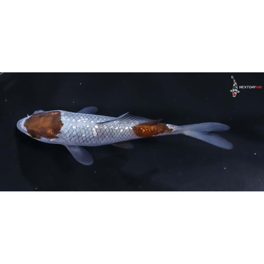 3.5” Imported Gin Rin Ochiba Shigure - Image 4