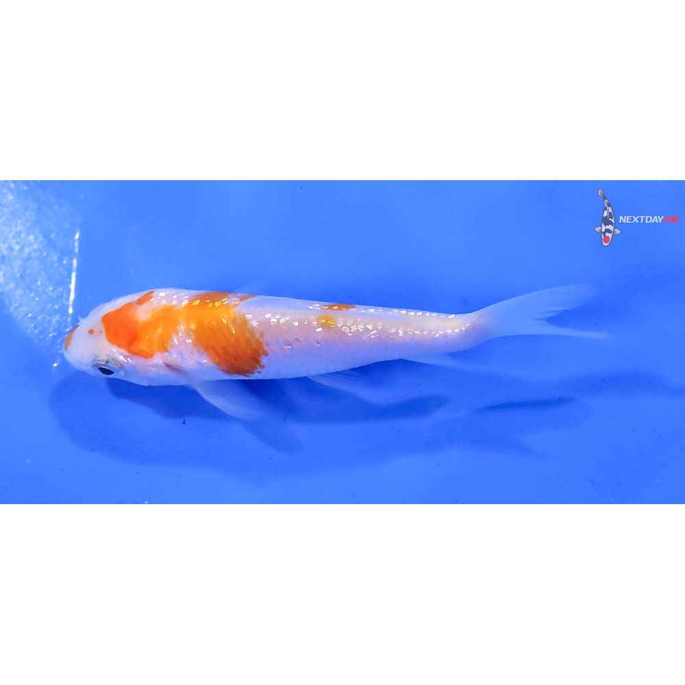 3” Imported Gin Rin Kohaku - Image 4
