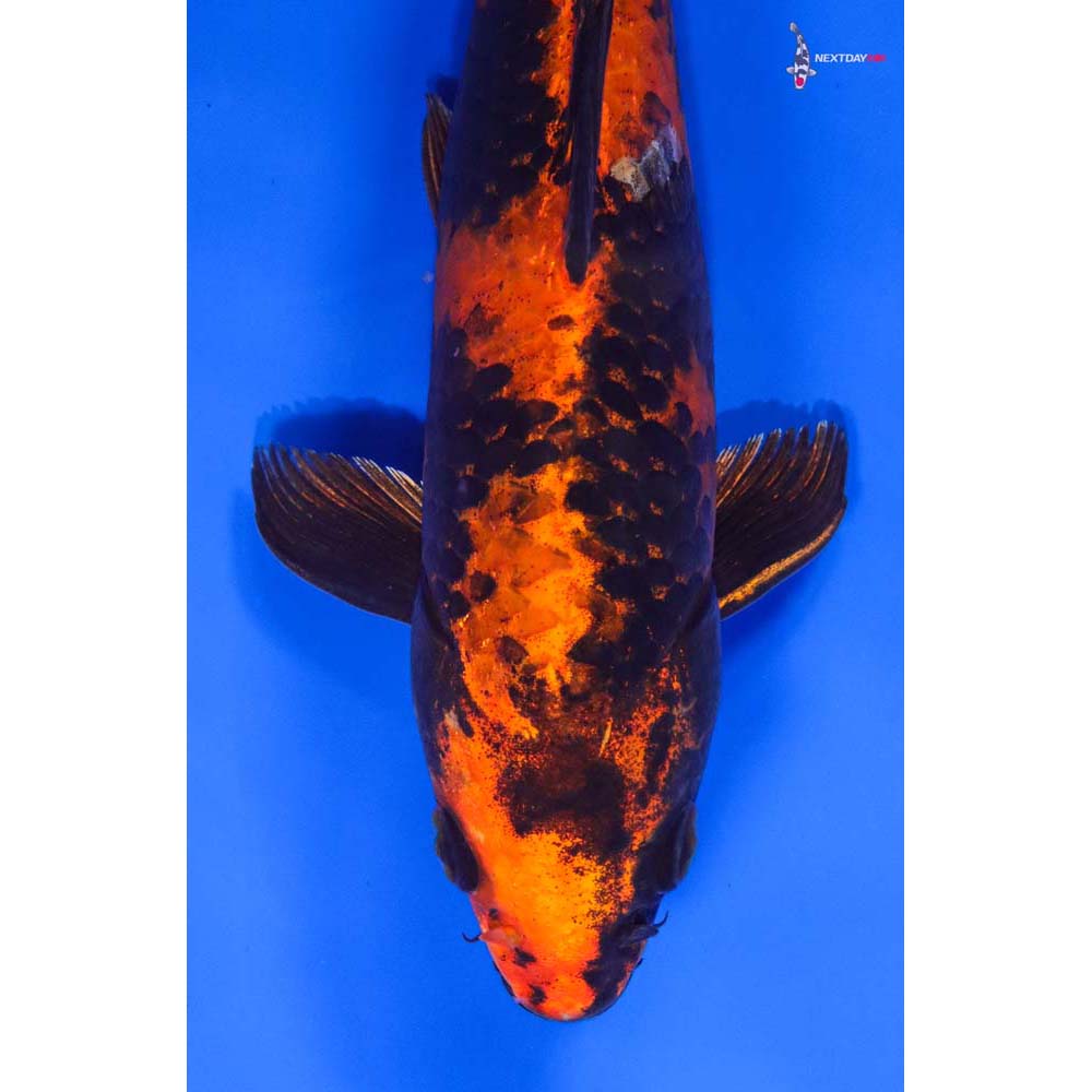 9” Imported Kin Hi Utsuri - Image 2