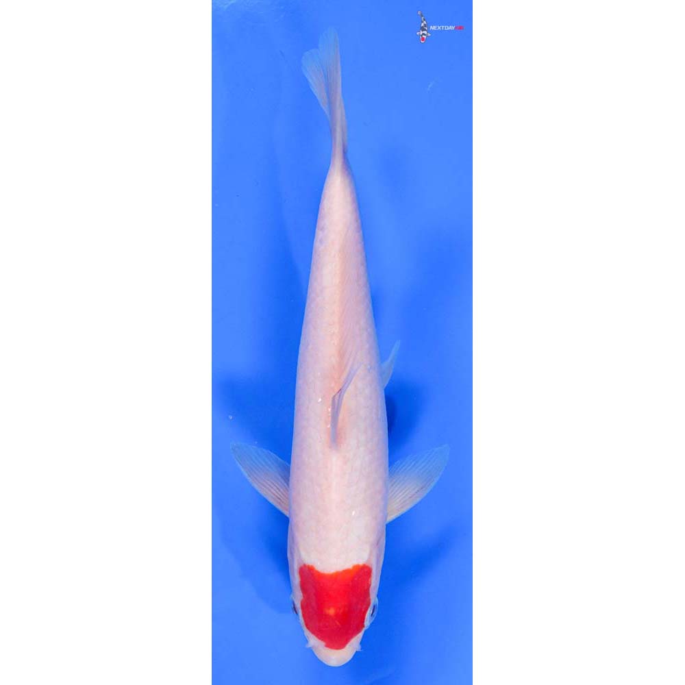 8.5” Imported Kohaku