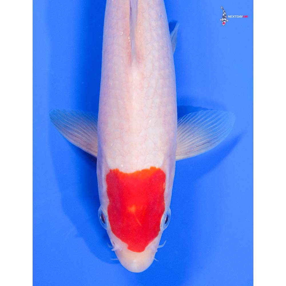 8.5” Imported Kohaku - Image 2