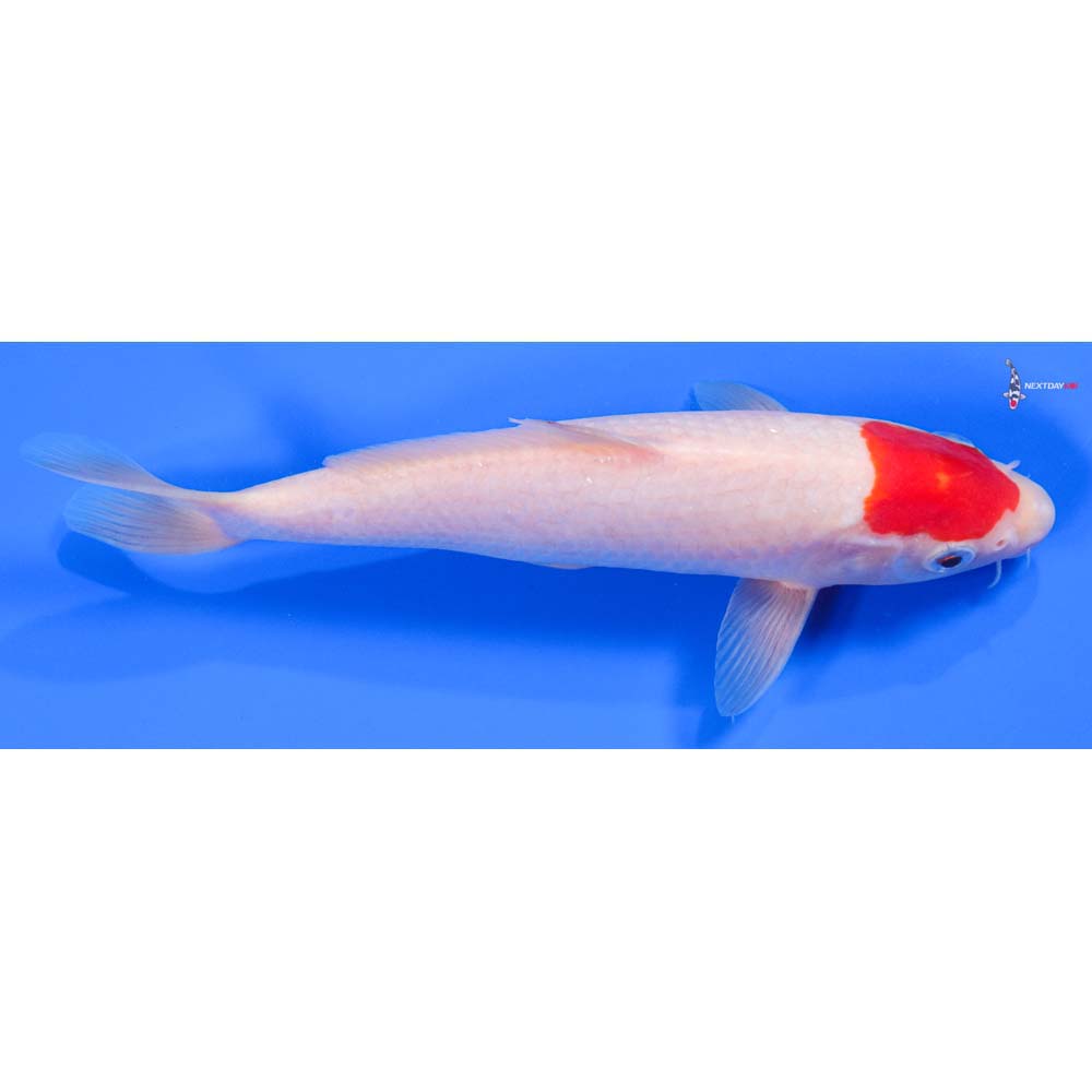8.5” Imported Kohaku - Image 3
