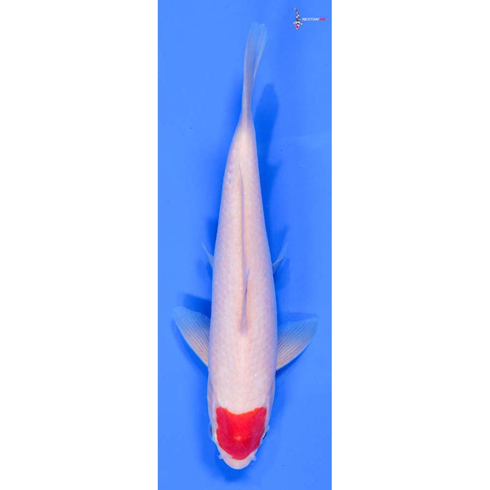 8.5” Imported Kohaku - Image 4