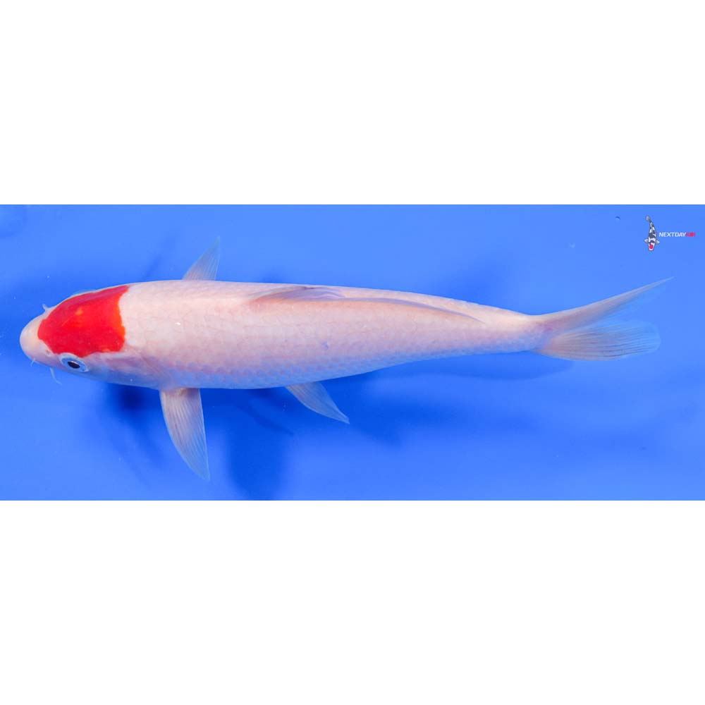 8.5” Imported Kohaku - Image 5