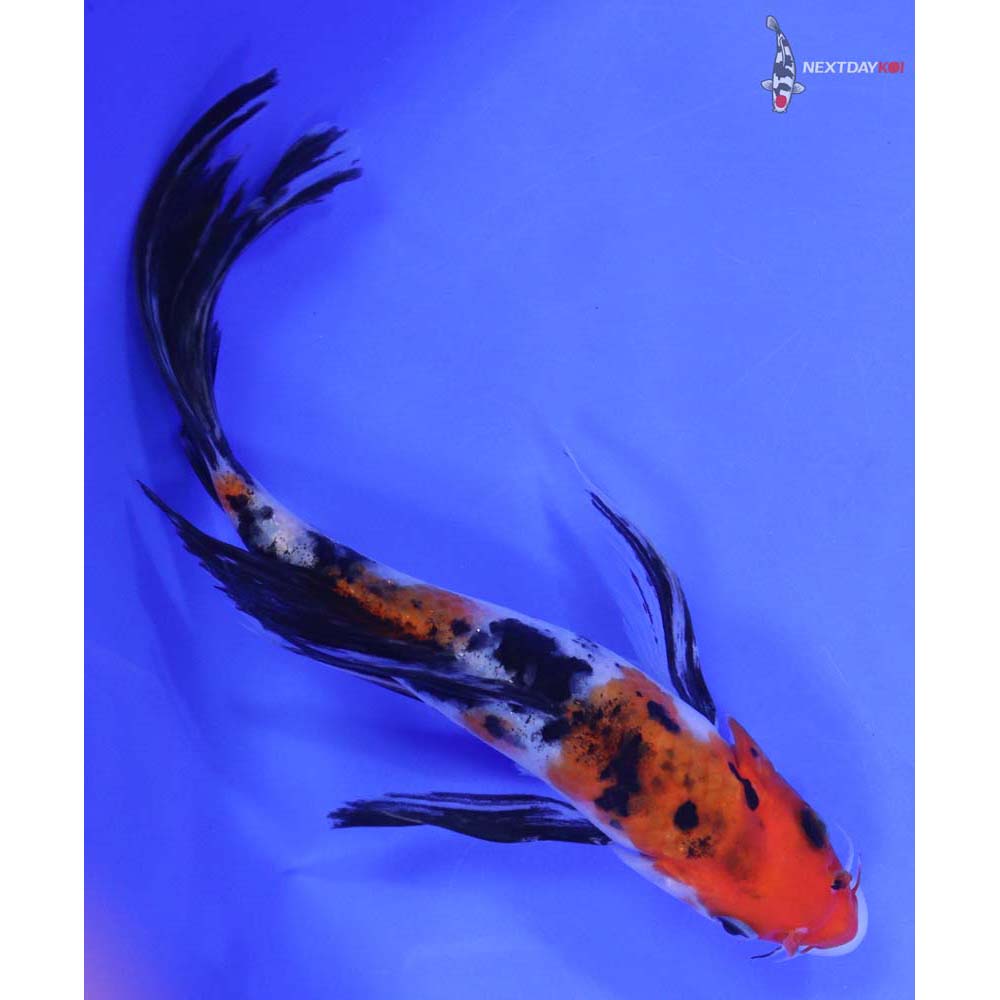 7.5” Imported Sanke Butterfly Koi - Image 3
