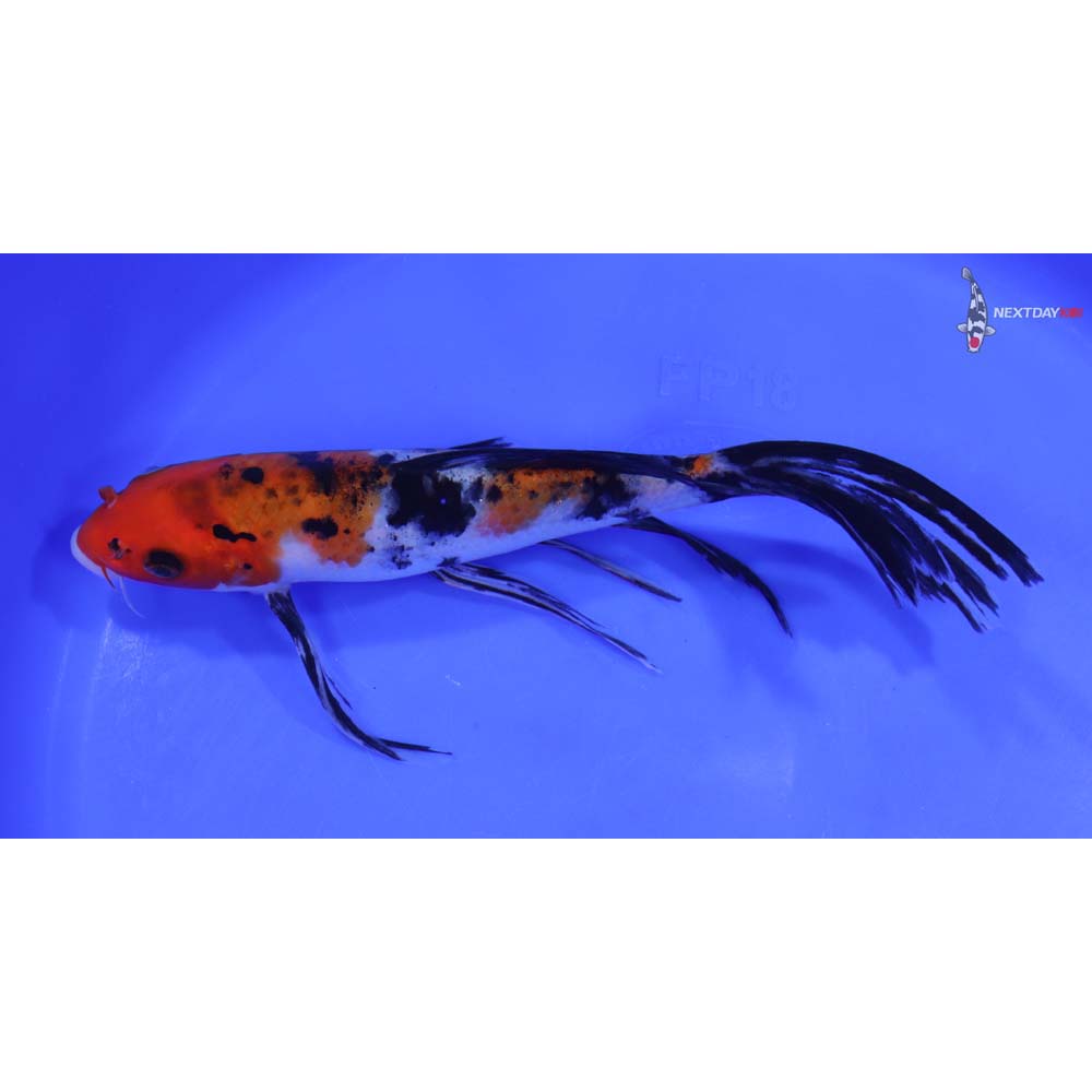 7.5” Imported Sanke Butterfly Koi - Image 4