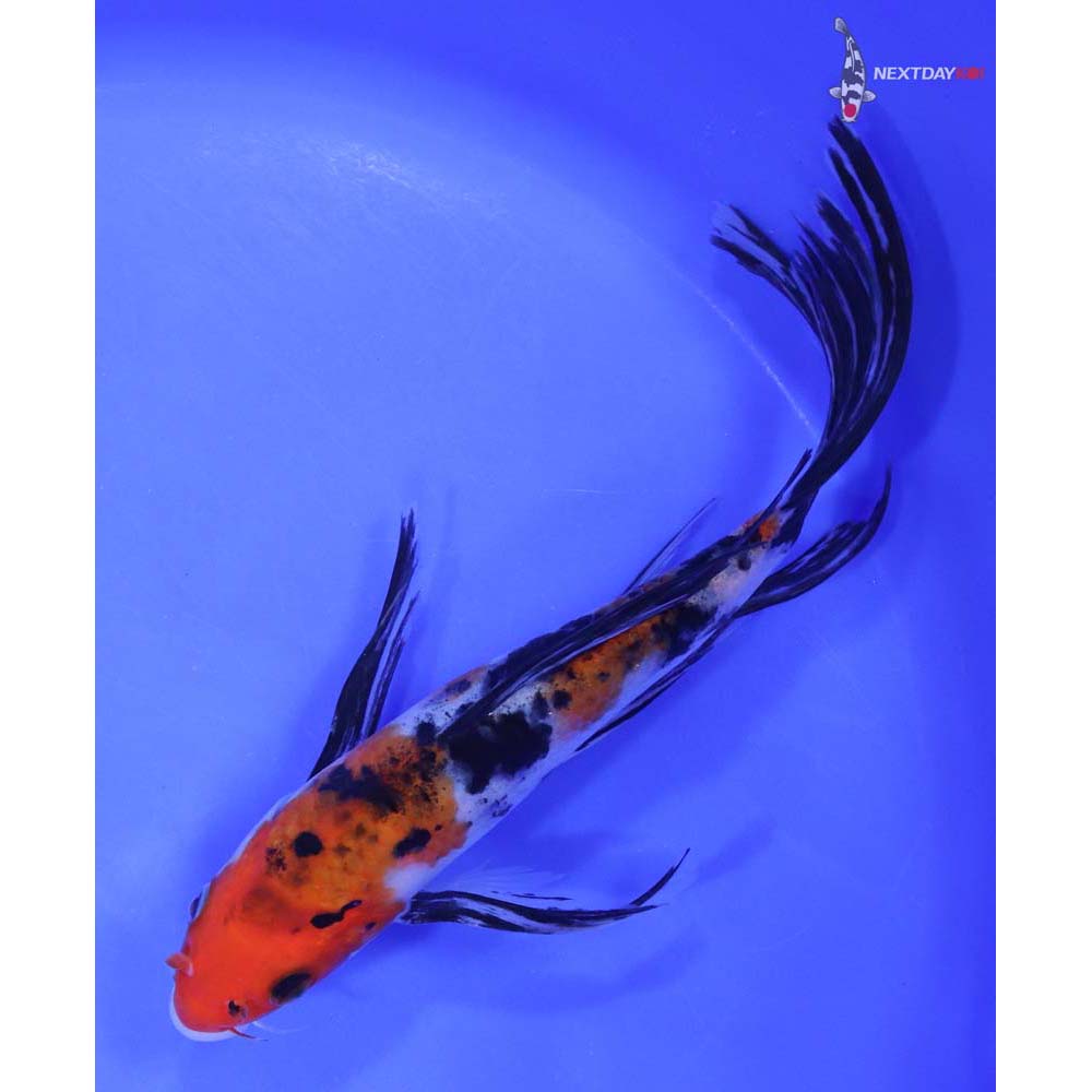7.5” Imported Sanke Butterfly Koi - Image 5