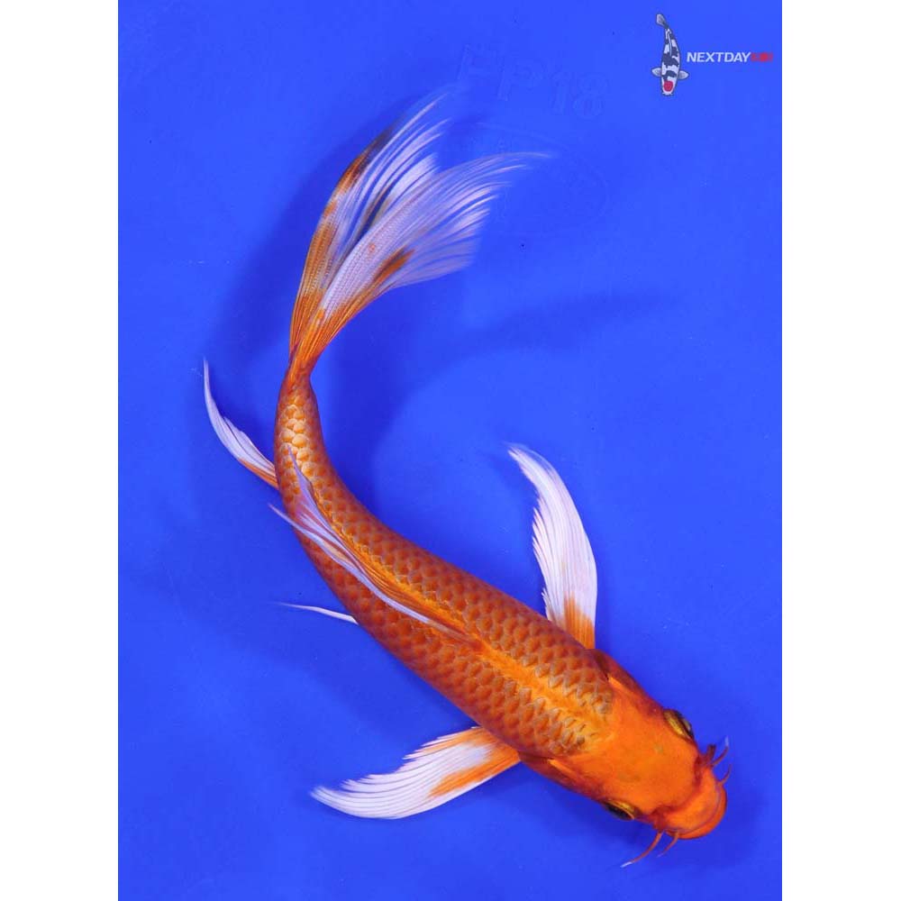 7.5” Imported Orenji Ogon Butterfly Koi