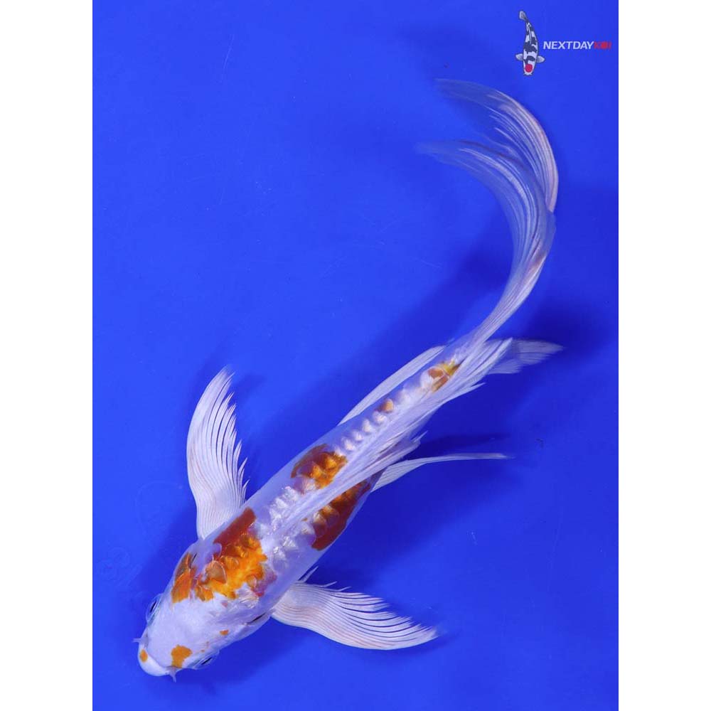 8” Imported Kikusui Butterfly Koi