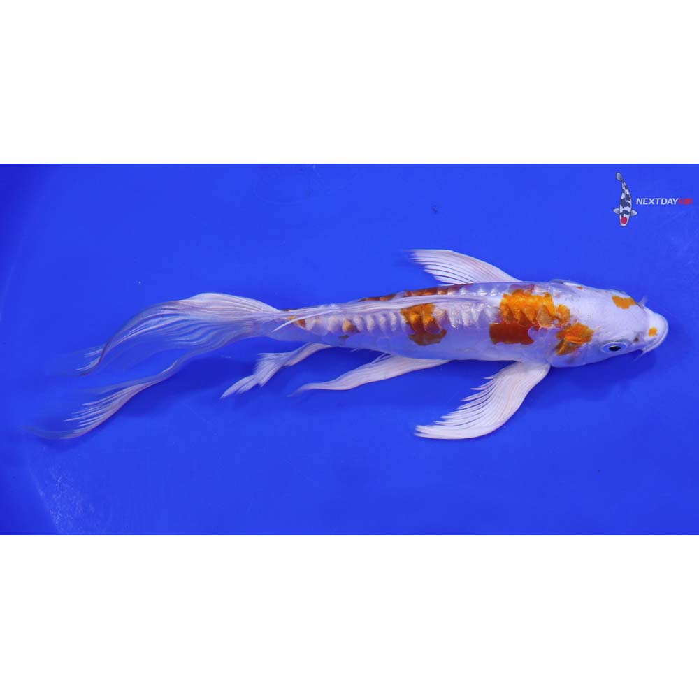 8” Imported Kikusui Butterfly Koi - Image 2