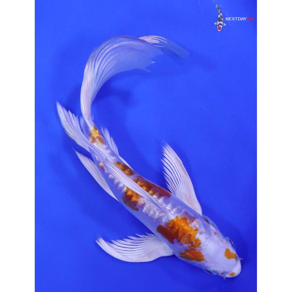8” Imported Kikusui Butterfly Koi - Image 3