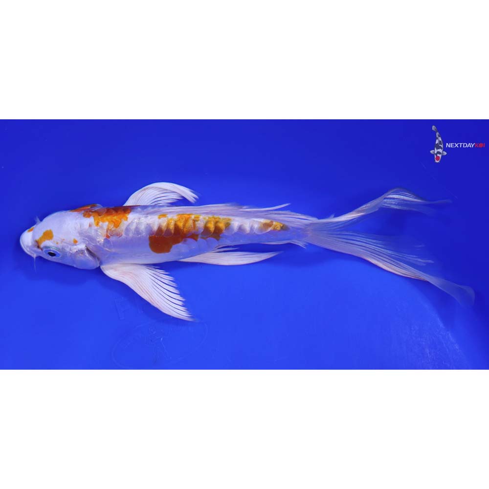 8” Imported Kikusui Butterfly Koi - Image 4