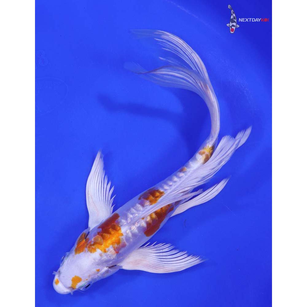 8” Imported Kikusui Butterfly Koi - Image 5