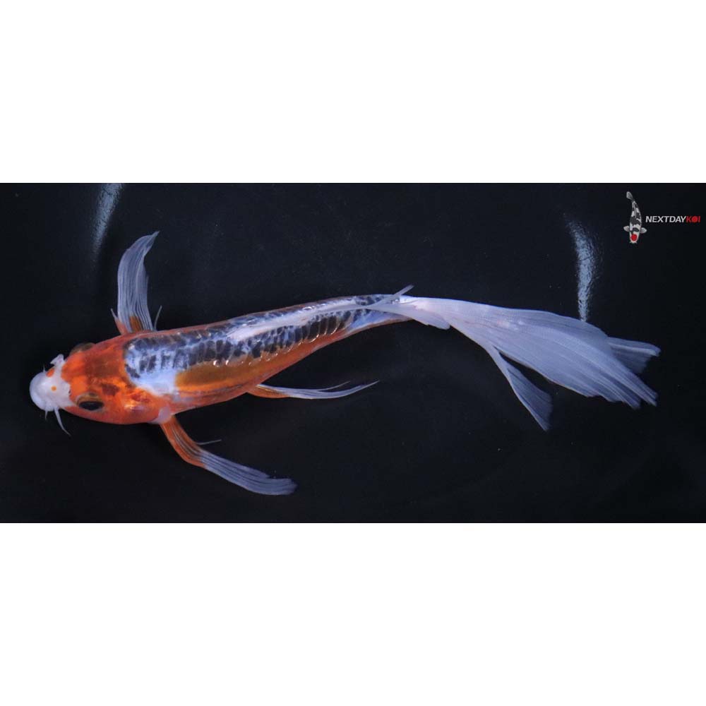 8” Imported Shusui Butterfly Koi - Image 4