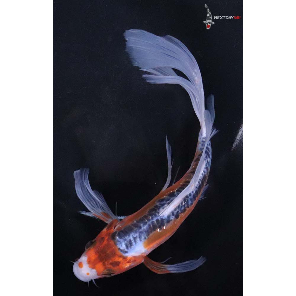 8” Imported Shusui Butterfly Koi - Image 5