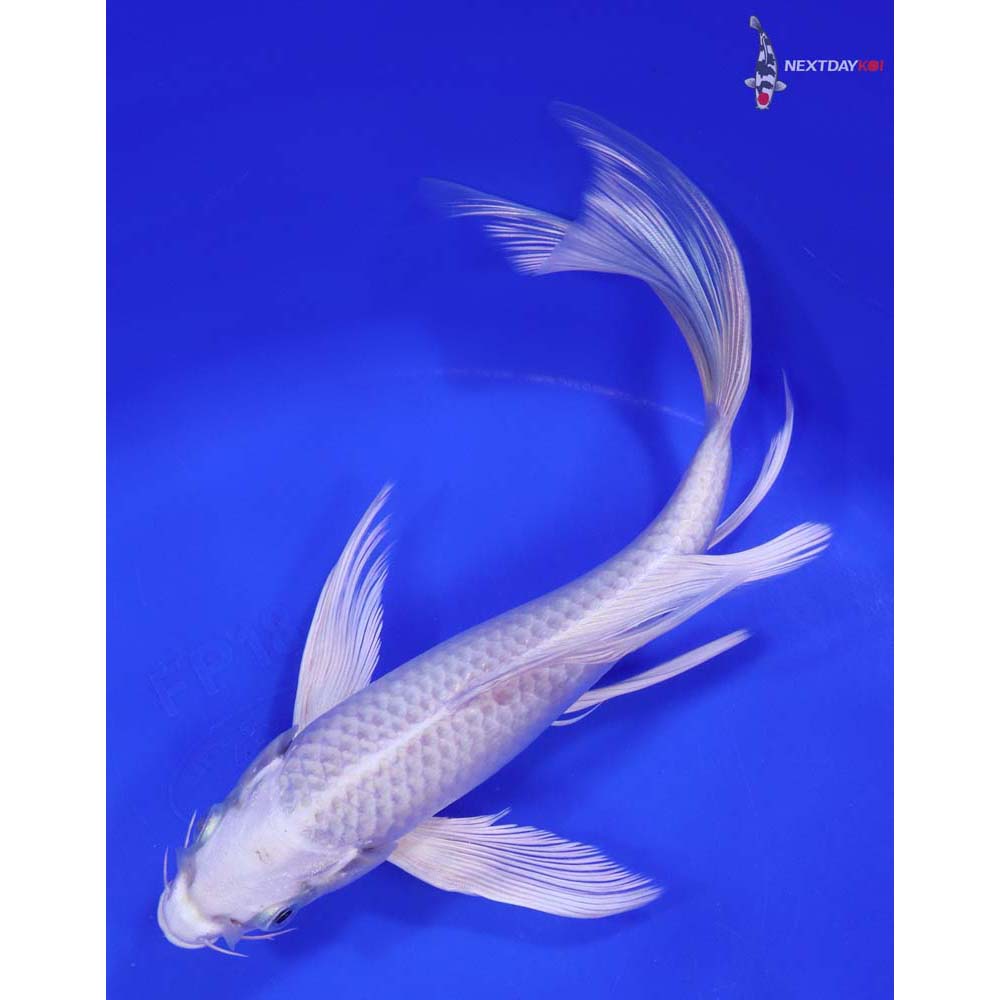 8.5” Imported Platinum Ogon Butterfly Koi