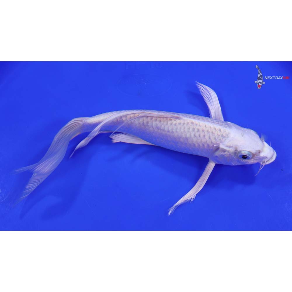 8.5” Imported Platinum Ogon Butterfly Koi - Image 2