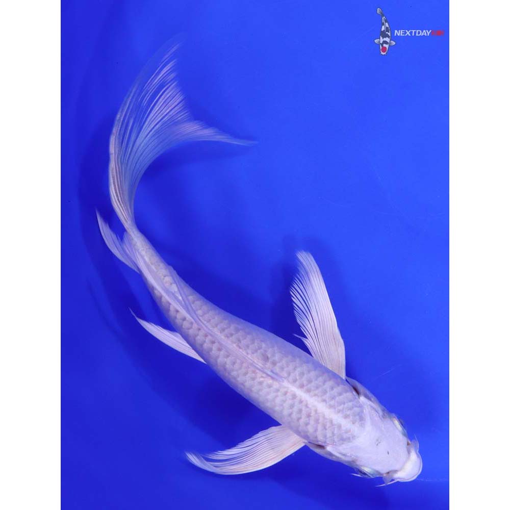 8.5” Imported Platinum Ogon Butterfly Koi - Image 3