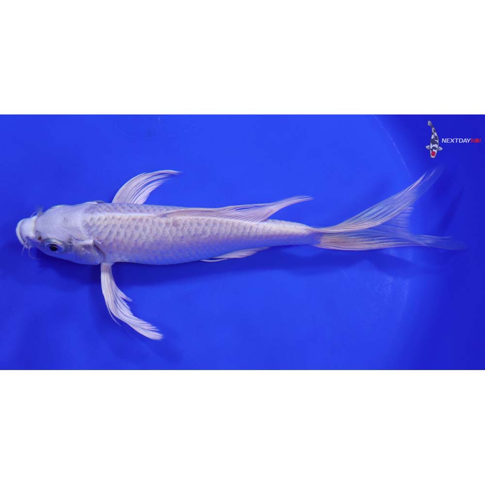 8.5” Imported Platinum Ogon Butterfly Koi - Image 4