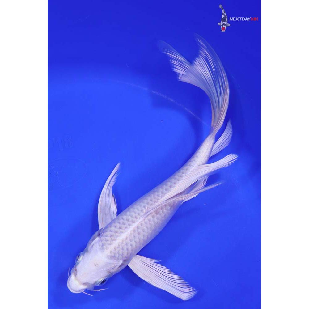 8.5” Imported Platinum Ogon Butterfly Koi - Image 5