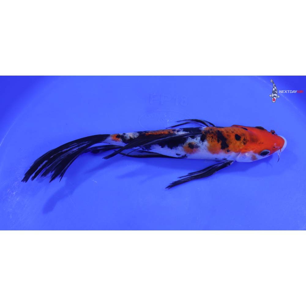 7.5” Imported Sanke Butterfly Koi - Image 2