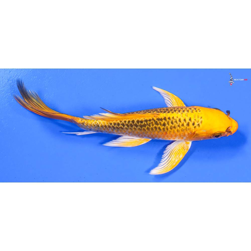 7” Imported Ki Matsuba Butterfly Koi - Image 2
