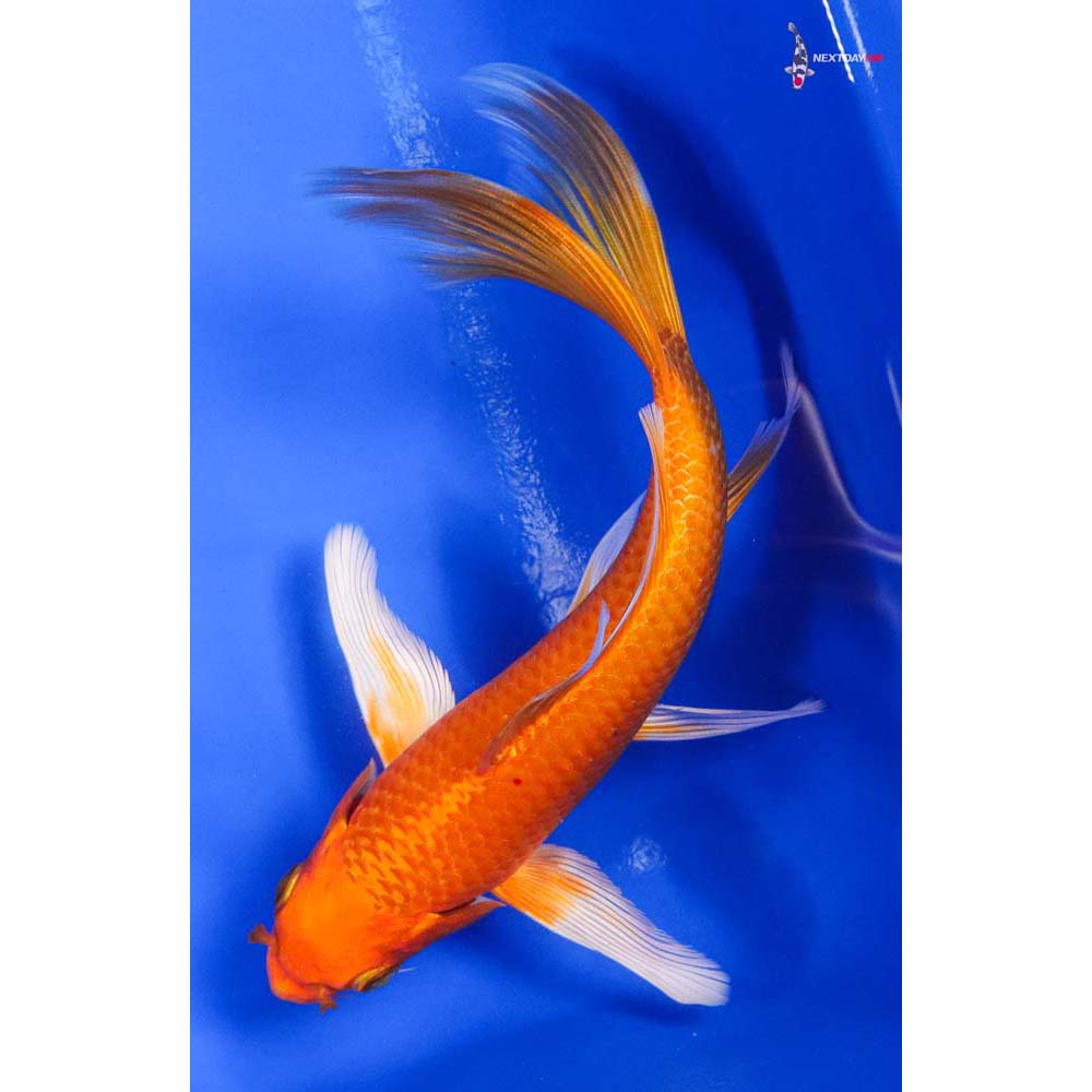 7.5” Imported Orenji Ogon Butterfly Koi