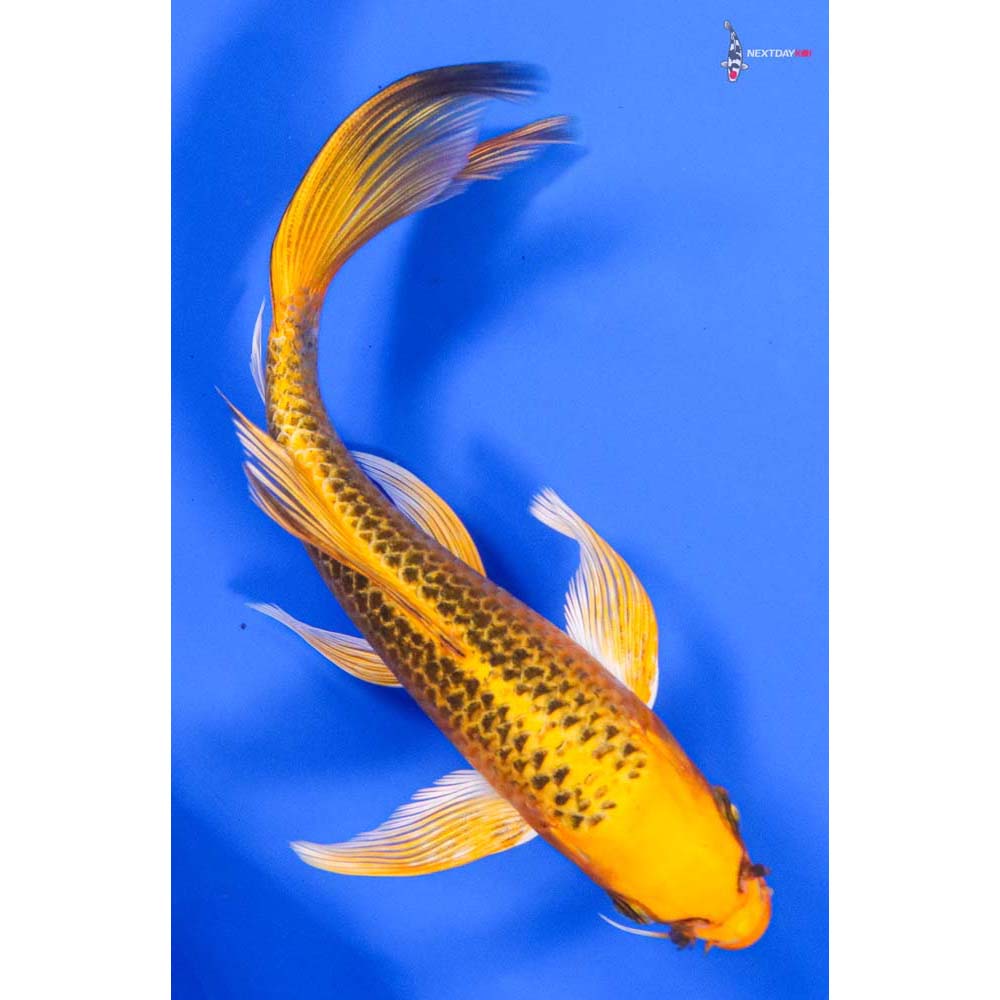 7” Imported Ki Matsuba Butterfly Koi - Image 3