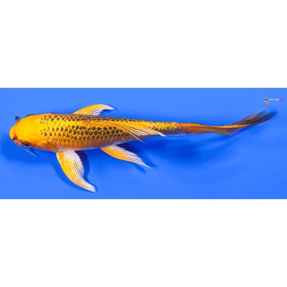 7” Imported Ki Matsuba Butterfly Koi - Image 4