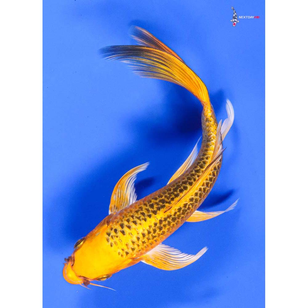 7” Imported Ki Matsuba Butterfly Koi - Image 5