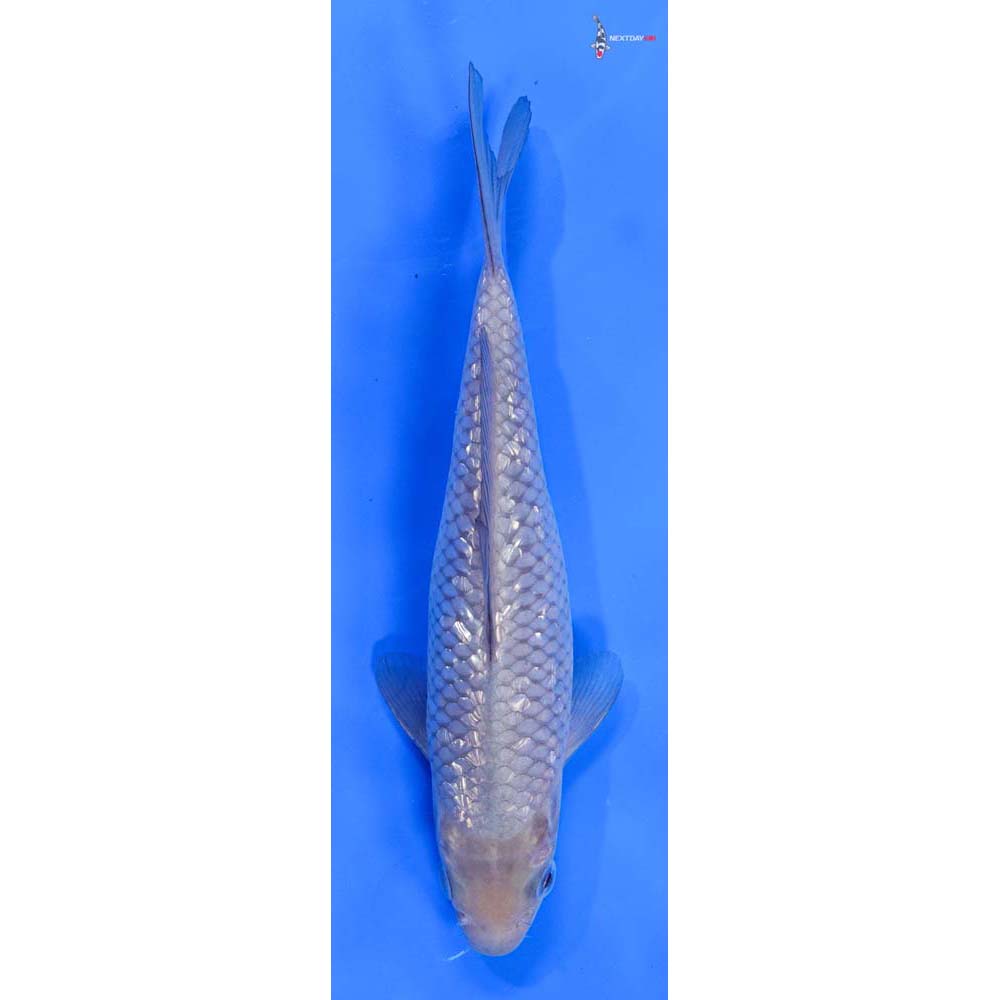 7” Imported Gin Rin Soragoi