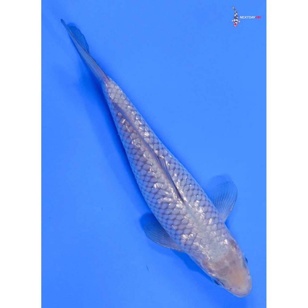 7” Imported Gin Rin Soragoi - Image 3