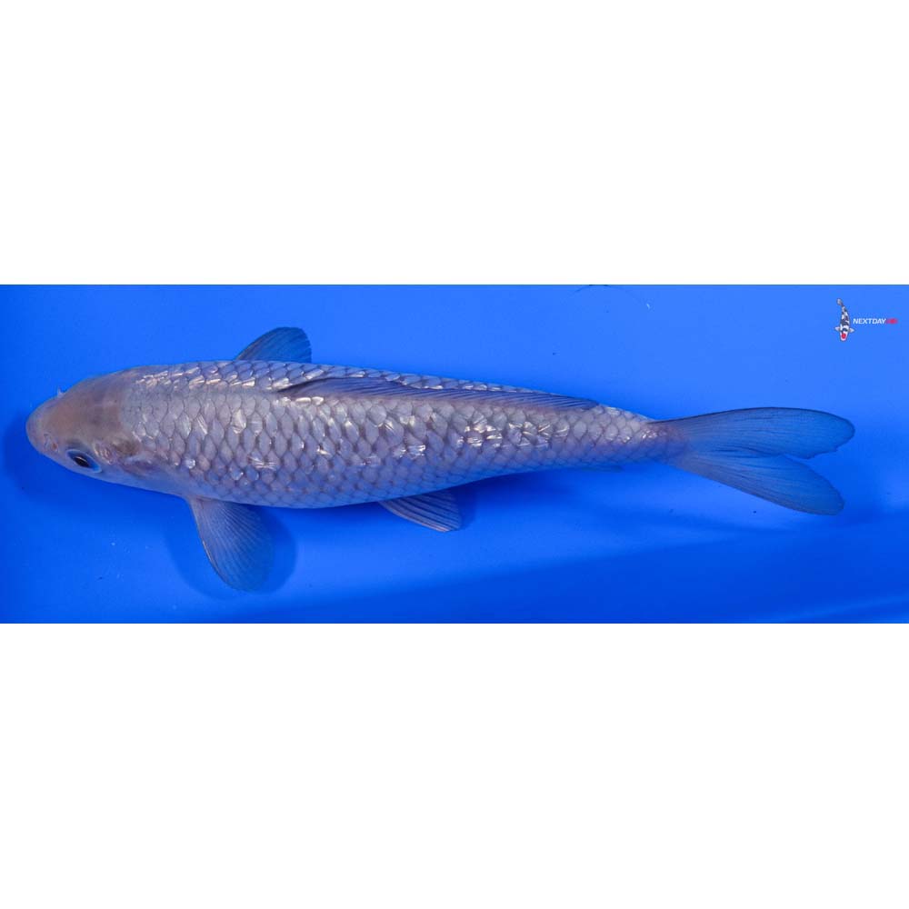 7” Imported Gin Rin Soragoi - Image 4