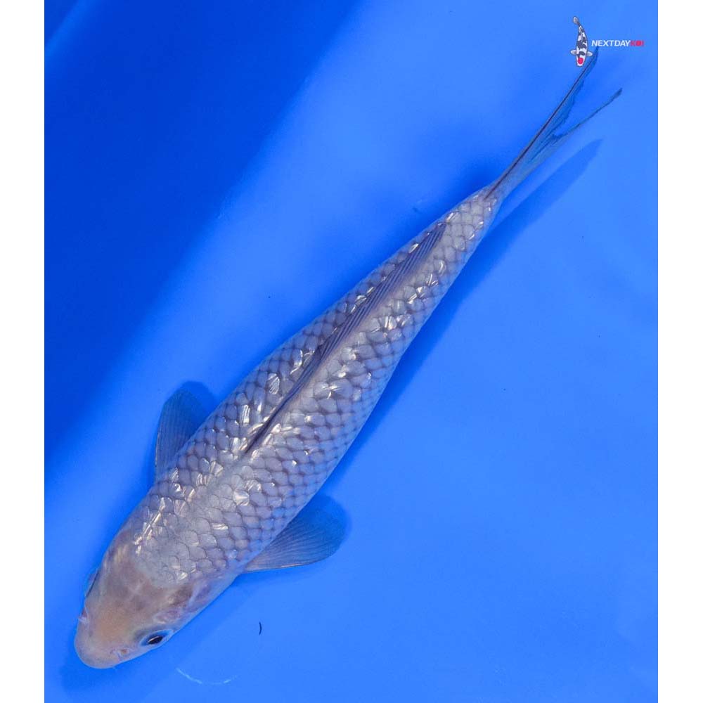 7” Imported Gin Rin Soragoi - Image 5