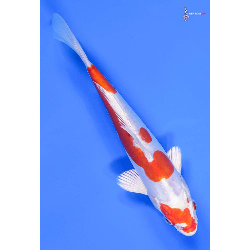 7” Imported Kikusui - Image 3