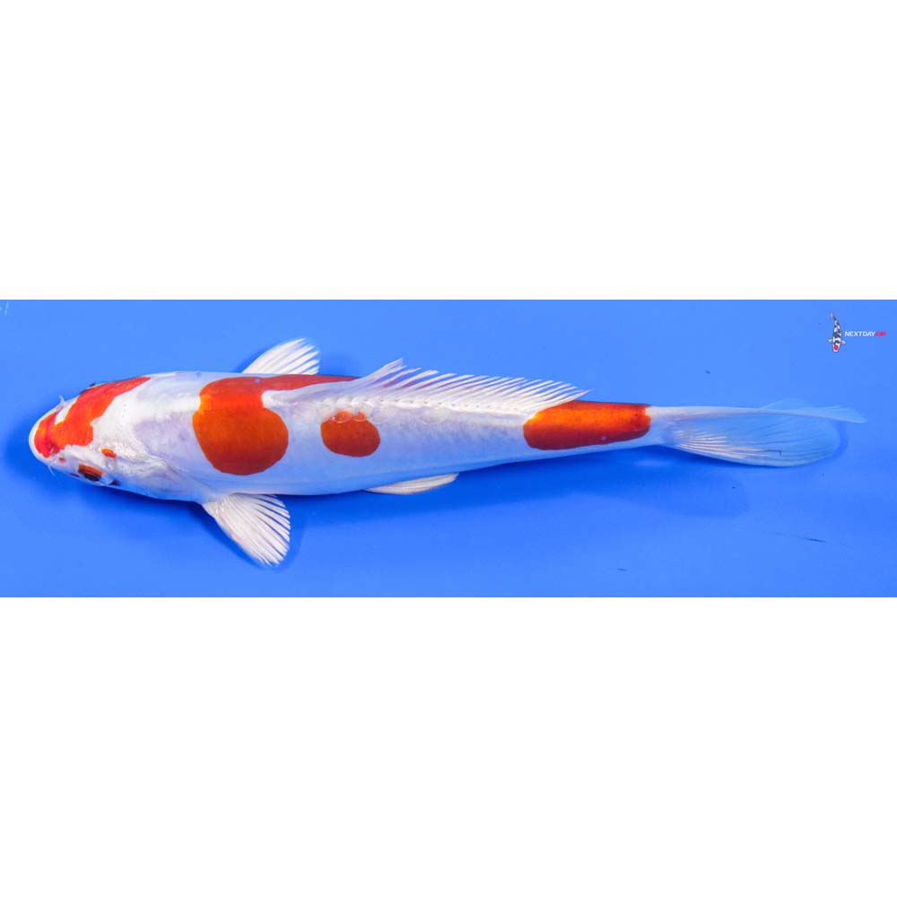 7” Imported Kikusui - Image 4