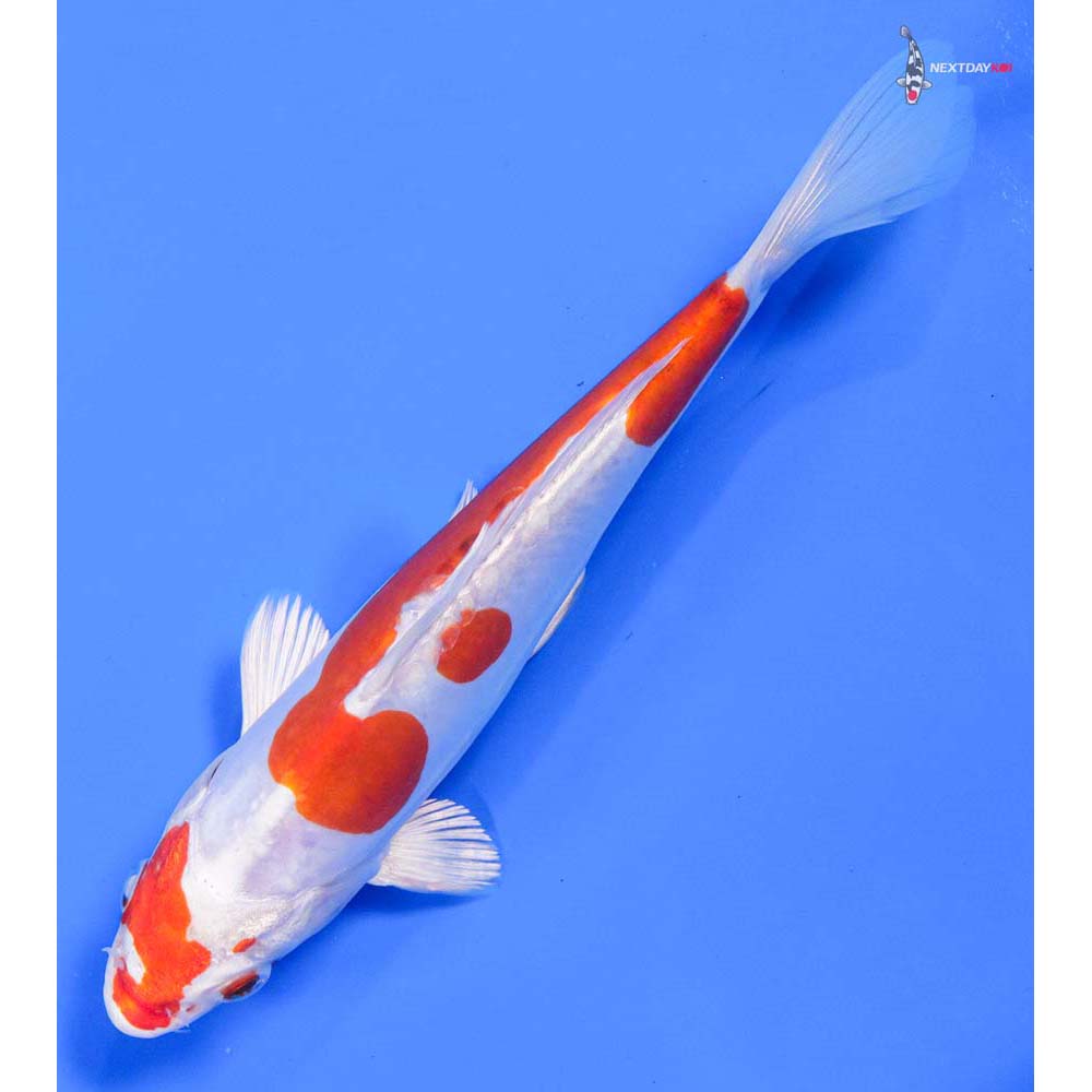 7” Imported Kikusui - Image 5