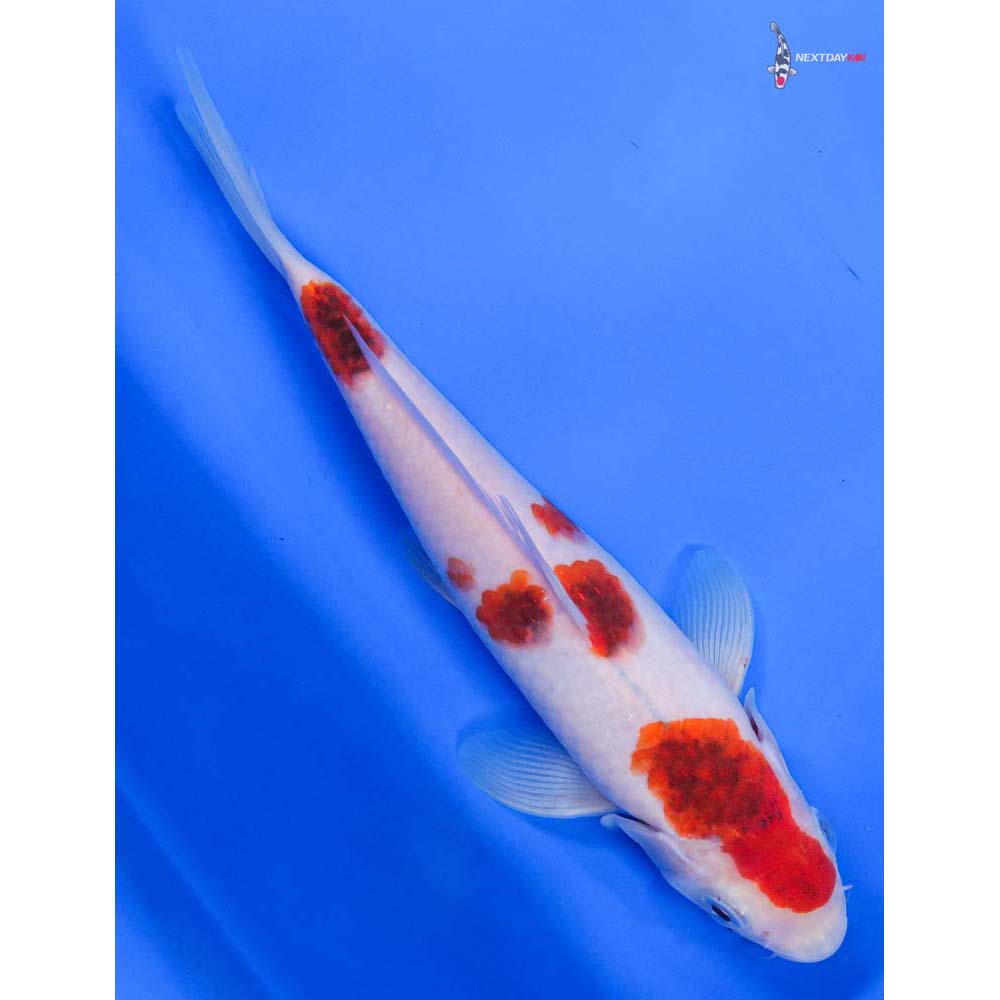 7” Imported Goromo - Image 3